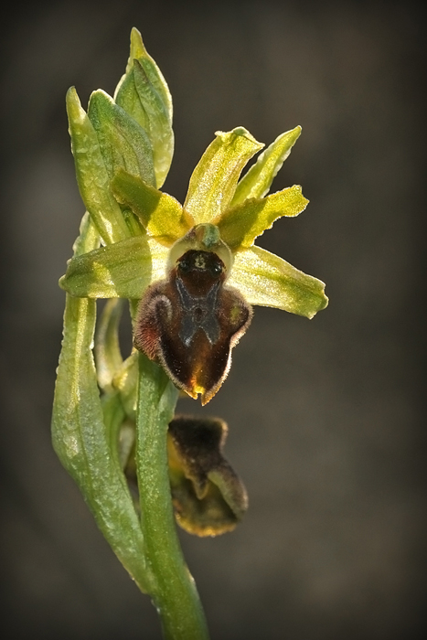 Ophrys sphegodes............???